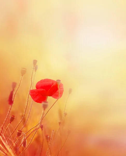 美丽的红色罂粟花在田野上的照片景观 — 图库照片