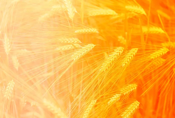 Paisagem fotográfica de belos cereais de centeio dourados em um campo — Fotografia de Stock