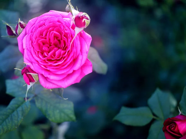 Fondo de la foto hermosa rosa en el jardín — Foto de Stock