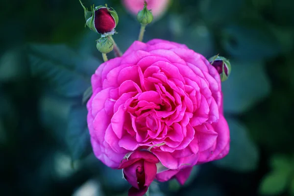 Foto achtergrond mooie roos in de tuin — Stockfoto