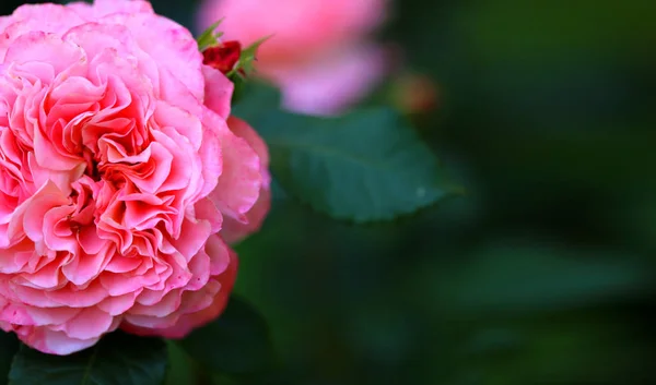 Foto achtergrond mooie roos in de tuin — Stockfoto