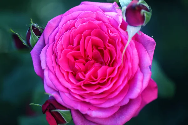 Fondo de la foto hermosa rosa en el jardín — Foto de Stock