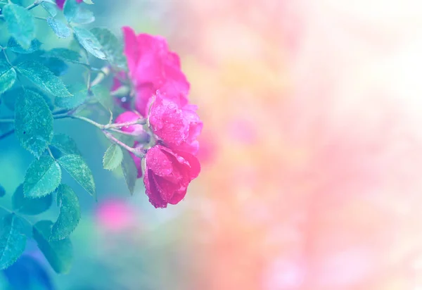 Schöner Sommerhintergrund mit einer hellen Rose — Stockfoto