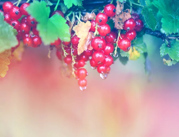 Photo of bright red currants with raindrops — Stock Photo, Image