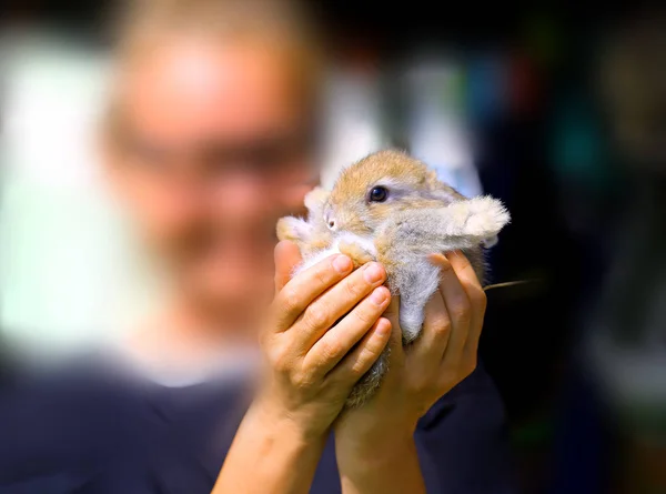 Фото забавного пушистого кролика — стоковое фото