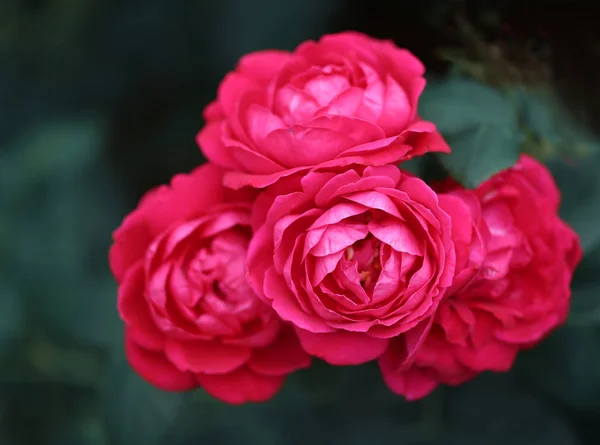 Hermosa foto retro fondo super rosas —  Fotos de Stock