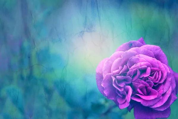 Gorgeous retro photo background super roses