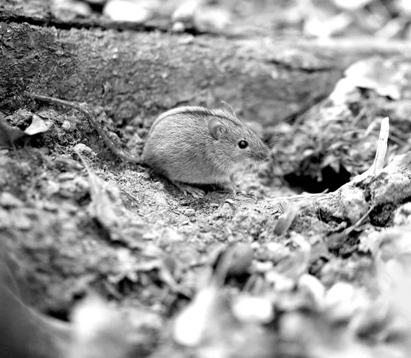 Макрофото маленькой пушистой мышки — стоковое фото