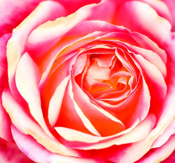 Hermosa foto retro fondo super rosas — Foto de Stock