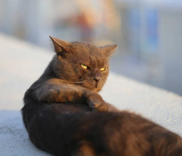 Makrofoto eines lustigen wütenden Katzenporträts — Stockfoto