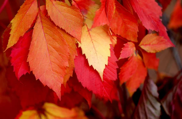 Beautiful macro photo of red leaves in the park — Stock Photo, Image