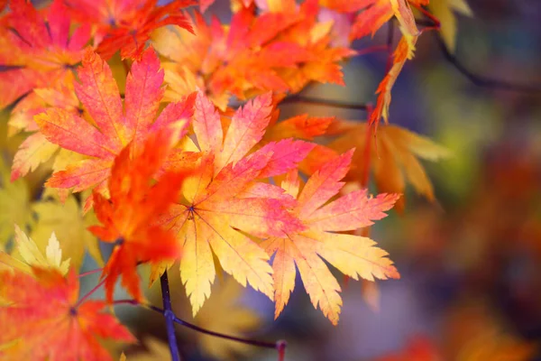 Bela foto macro de folhas vermelhas no parque — Fotografia de Stock