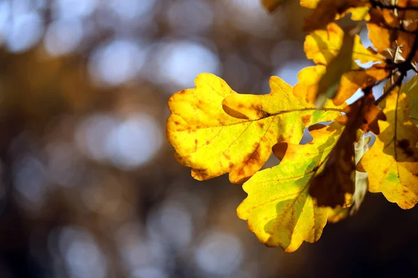 Macro photo of yellow oak leaves in autumn park — Stock Photo, Image