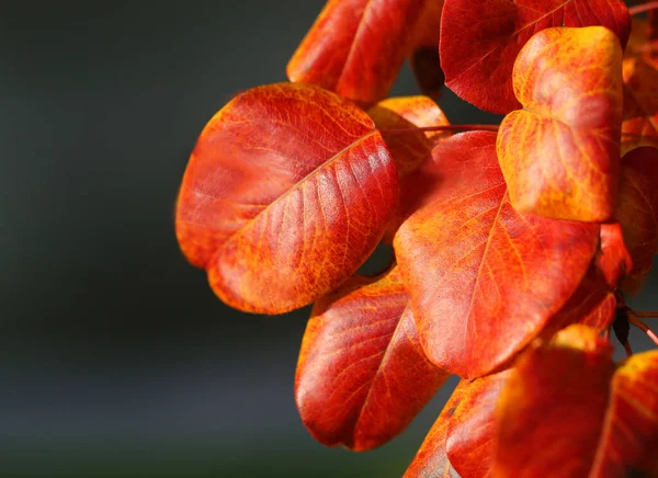 Beautiful macro photo of red leaves in the park — Stock Photo, Image