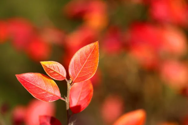 Beautiful macro photo of red leaves in the park — Stock Photo, Image