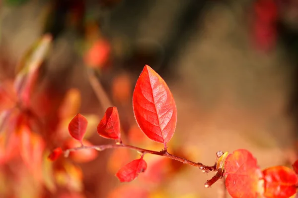 Gyönyörű makró fénykép piros levelek a parkban — Stock Fotó