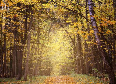 Fotoğraf arkaplanı güzel sonbahar manzarası parkı