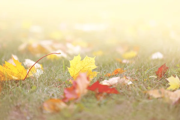 Photo background autumn beautiful multicolored maple leaves — Stock Photo, Image