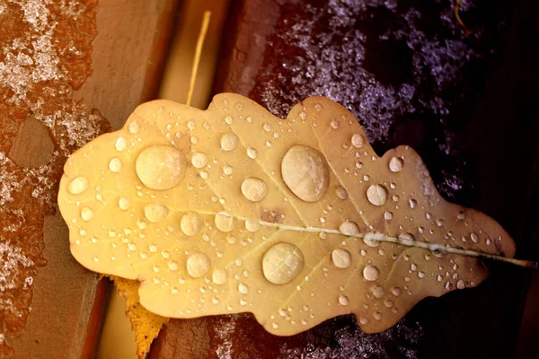 Photo macro autumn oak leaf with water drops — Stock Photo, Image