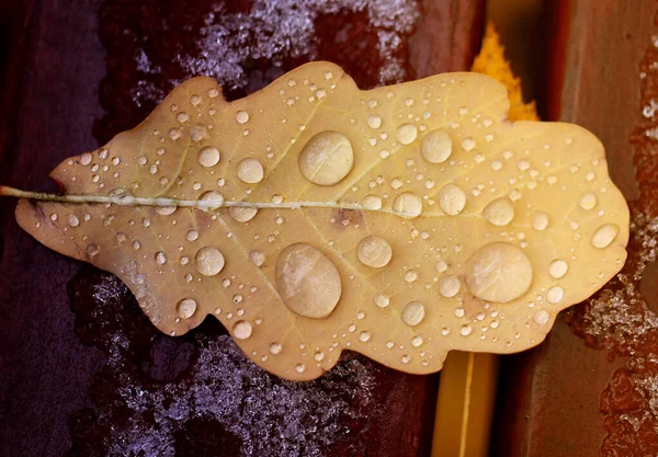 Foto macro herfst eiken blad met waterdruppels — Stockfoto