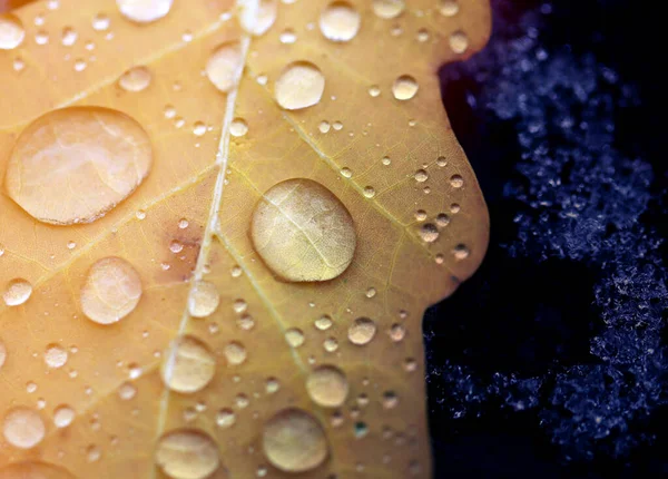 Foto Makro Herbst Eichenblatt mit Wassertropfen — Stockfoto