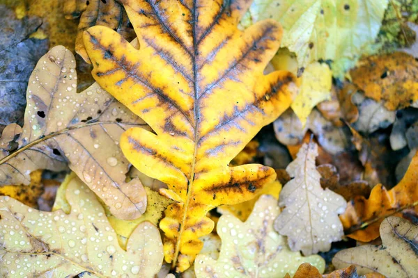 Photo macro autumn oak leaf with water drops — Stock Photo, Image