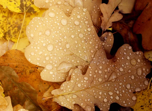 Photo macro autumn oak leaf with water drops — Stock Photo, Image