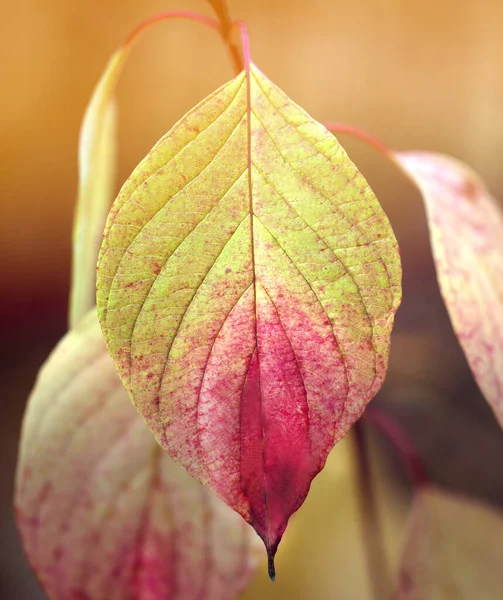 Macro photo of colorful yellow autumn leaf — Stock Photo, Image