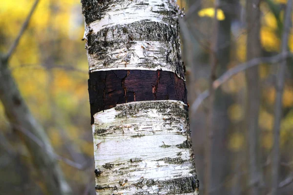 Foto de primer plano fragmento de abedules en el parque de otoño — Foto de Stock