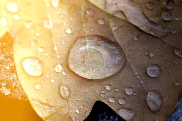 Foto Makro Herbst Eichenblatt mit Wassertropfen — Stockfoto