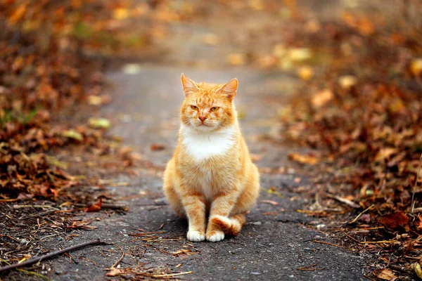 Macro foto gato no outono — Fotografia de Stock