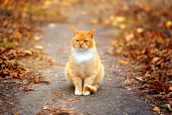 Makro foto katt på hösten — Stockfoto