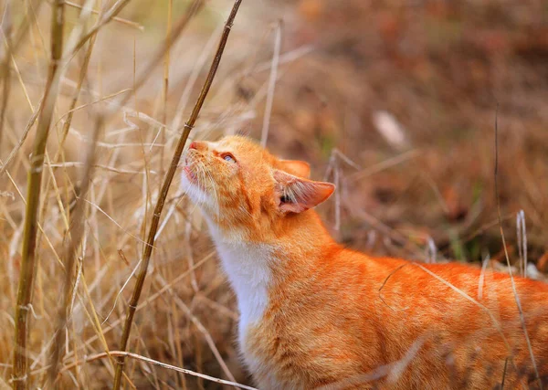 Macro fénykép macska ősszel — Stock Fotó