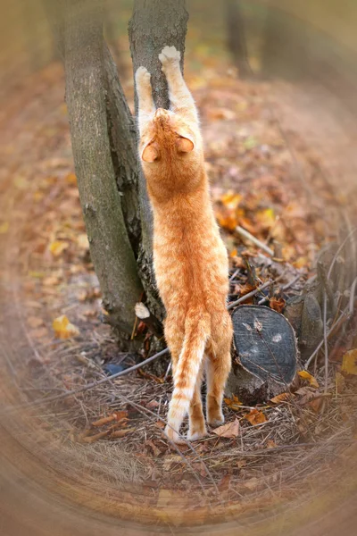 Macro fénykép macska ősszel — Stock Fotó