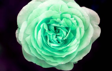 Bir yaz parkında çiçek açan güzel bir retro gülün fotoğrafı