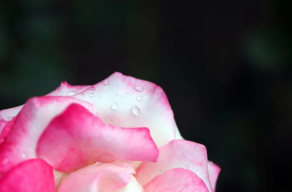 Foto Una Hermosa Rosa Retro Floreciente Parque Verano — Foto de Stock