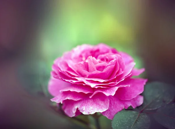 Foto Una Hermosa Rosa Retro Floreciente Parque Verano — Foto de Stock