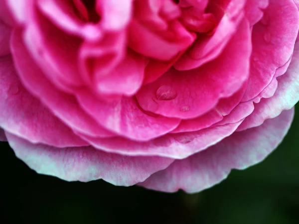 Foto Una Hermosa Rosa Retro Floreciente Parque Verano —  Fotos de Stock