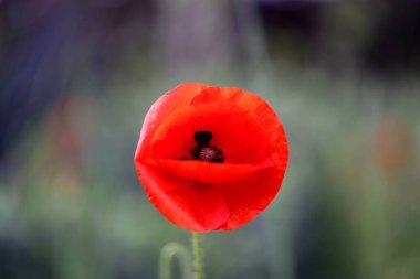 Yaz tarlalarında kırmızı gelinciklerin güzel fotoğrafları.