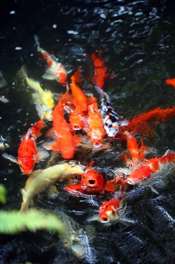 Gölün berrak sularındaki kutsal sazan balığının güzel fotoğrafı.