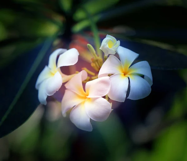 Schöne Frangipanblumen Einem Blühenden Park — Stockfoto