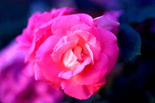 Foto Una Hermosa Rosa Retro Floreciente Parque Verano —  Fotos de Stock