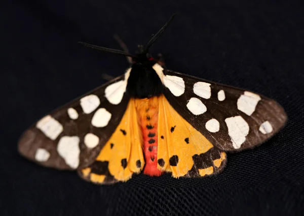 Foto Macro Uma Bela Mariposa Com Ornamento — Fotografia de Stock