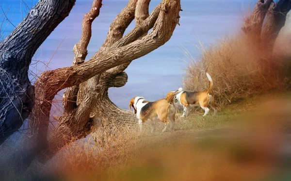 Bella Foto Piccolo Cane Riva Mare Estate — Foto Stock