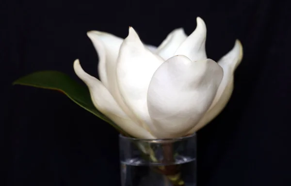 Foto Vacker Magnolia Blomma Mörk Bakgrund — Stockfoto