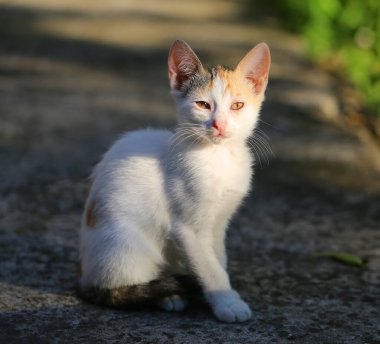 Sokakta güzel, komik bir kedi yavrusunun fotoğrafı.
