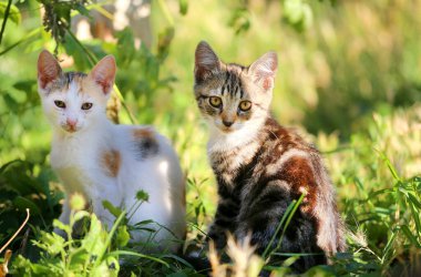 Sokakta güzel, komik bir kedi yavrusunun fotoğrafı.