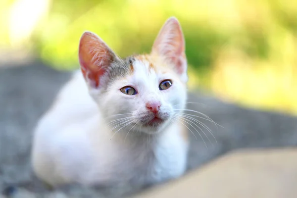 Photo Beautiful Funny Little Kitten Street — Stock Photo, Image