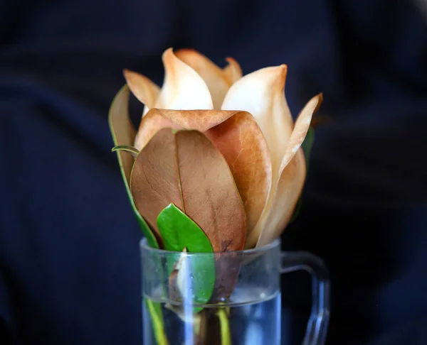 Foto Vacker Magnolia Blomma Mörk Bakgrund — Stockfoto