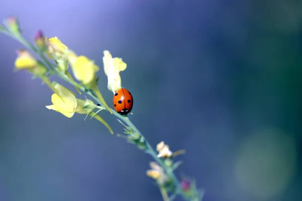 Photo Beautiful Red Ladybug Flowers — Stock Photo, Image